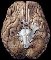 Cerebro6.gif